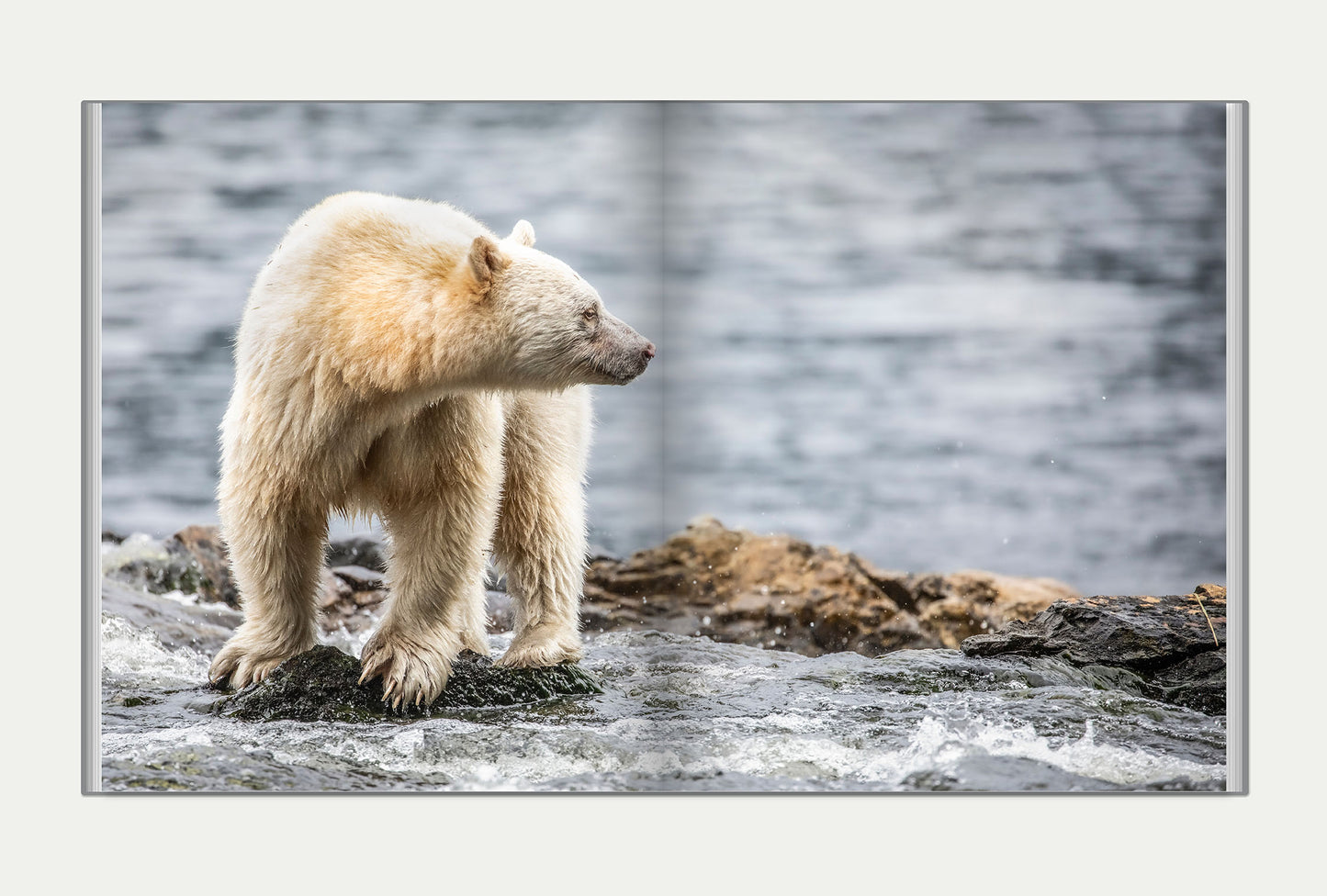 Spirit of the Great Bear