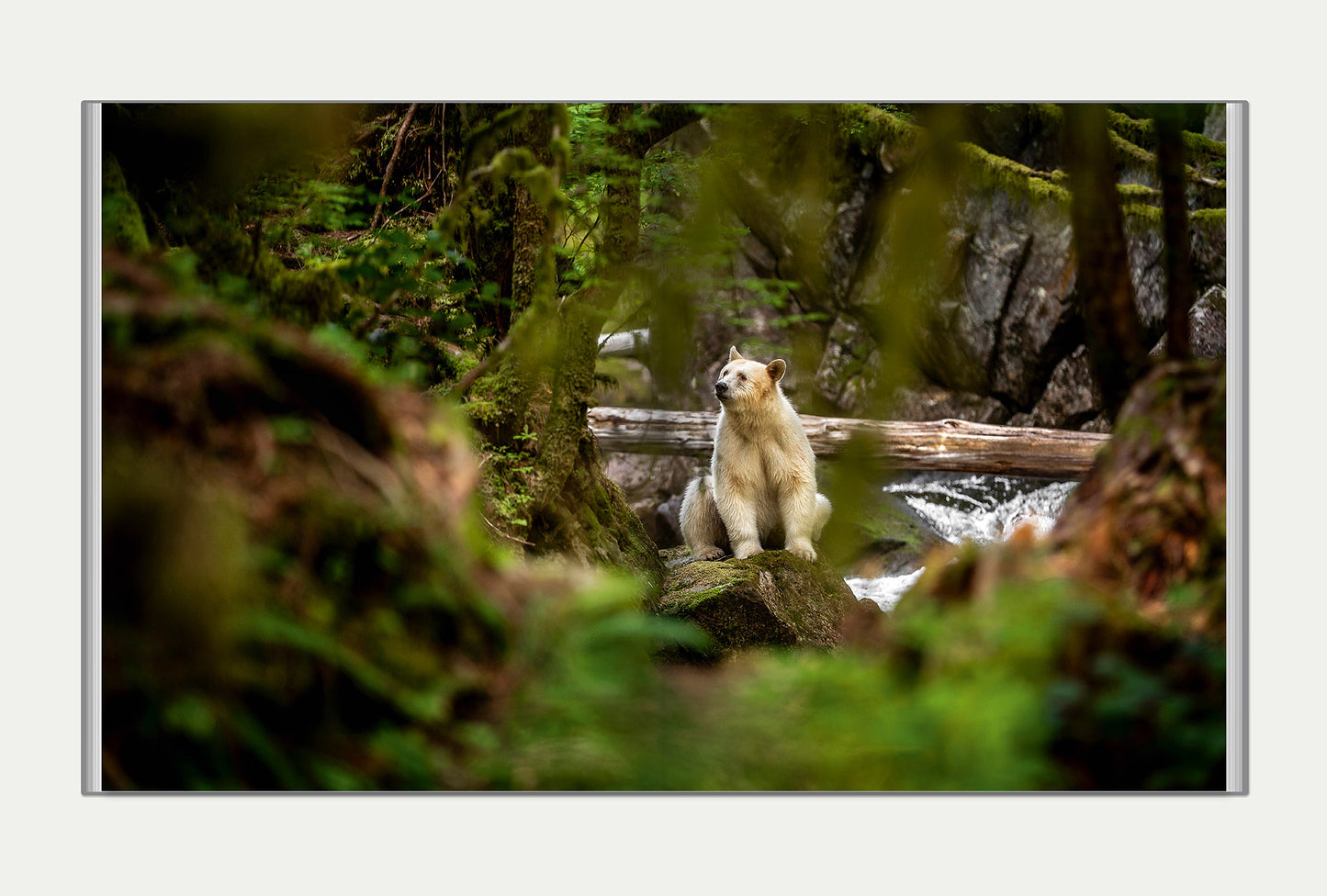 Spirit of the Great Bear